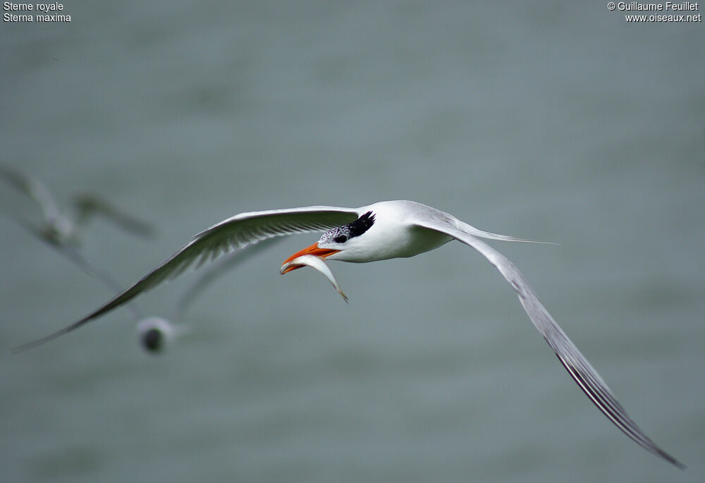 Royal Tern, Flight, feeding habits, Behaviour