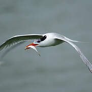 Royal Tern