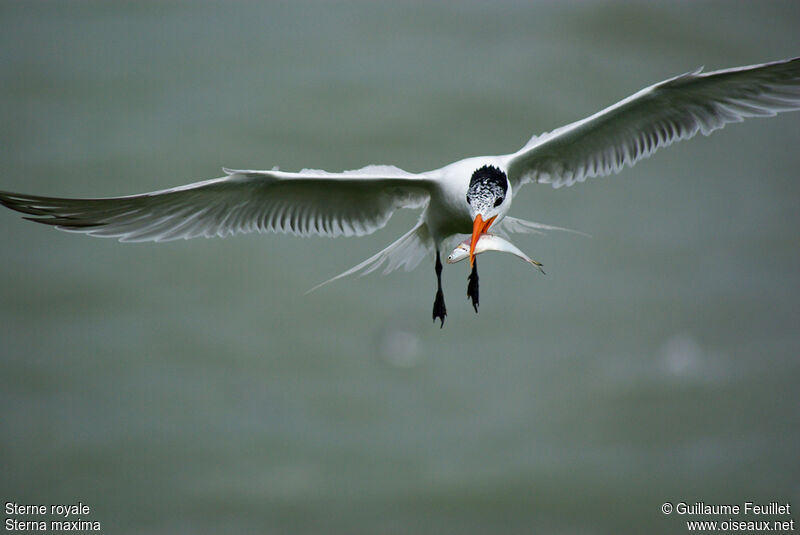 Royal Tern, Flight, feeding habits, Behaviour
