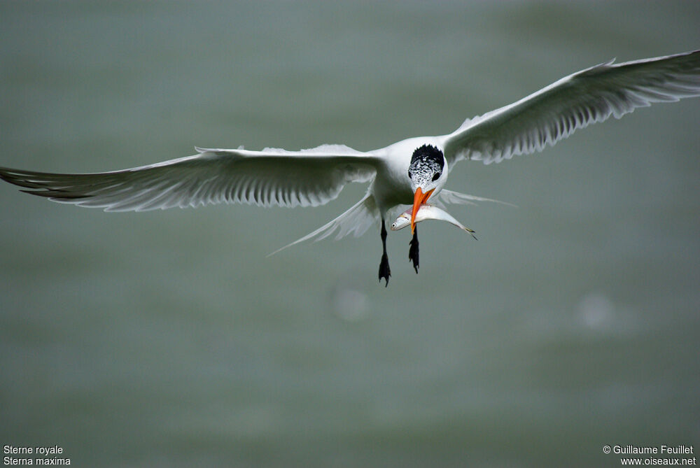 Royal Tern, Flight, feeding habits, Behaviour