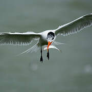 Royal Tern