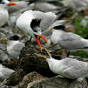 Royal Tern