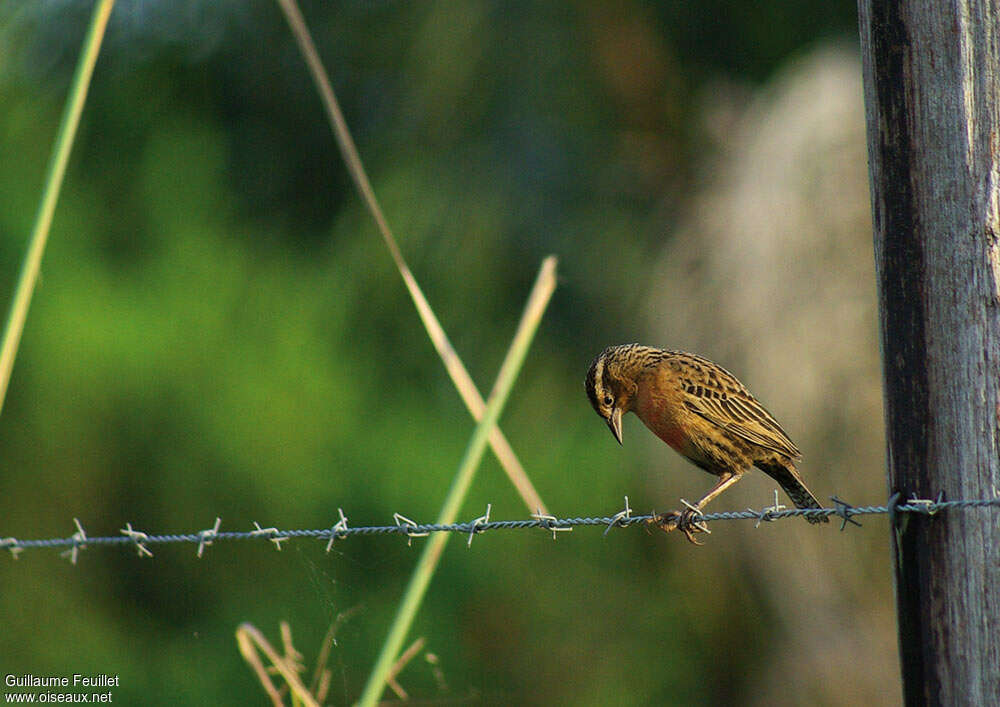 Sturnelle militaire mâle 2ème année, identification