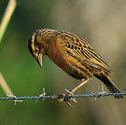 Red-breasted Meadowlark