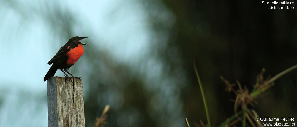 Red-breasted Blackbird