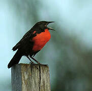 Red-breasted Meadowlark