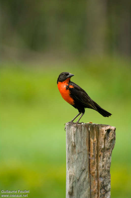 Red-breasted Blackbird male adult breeding, identification