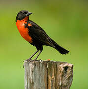 Red-breasted Meadowlark