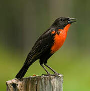 Red-breasted Meadowlark