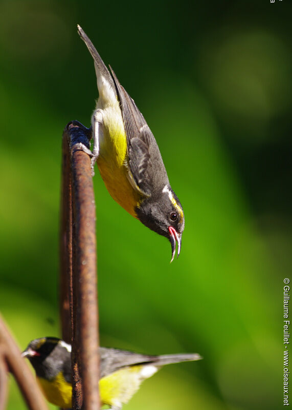 Bananaquit