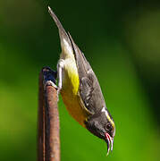 Bananaquit