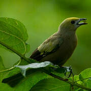 Palm Tanager