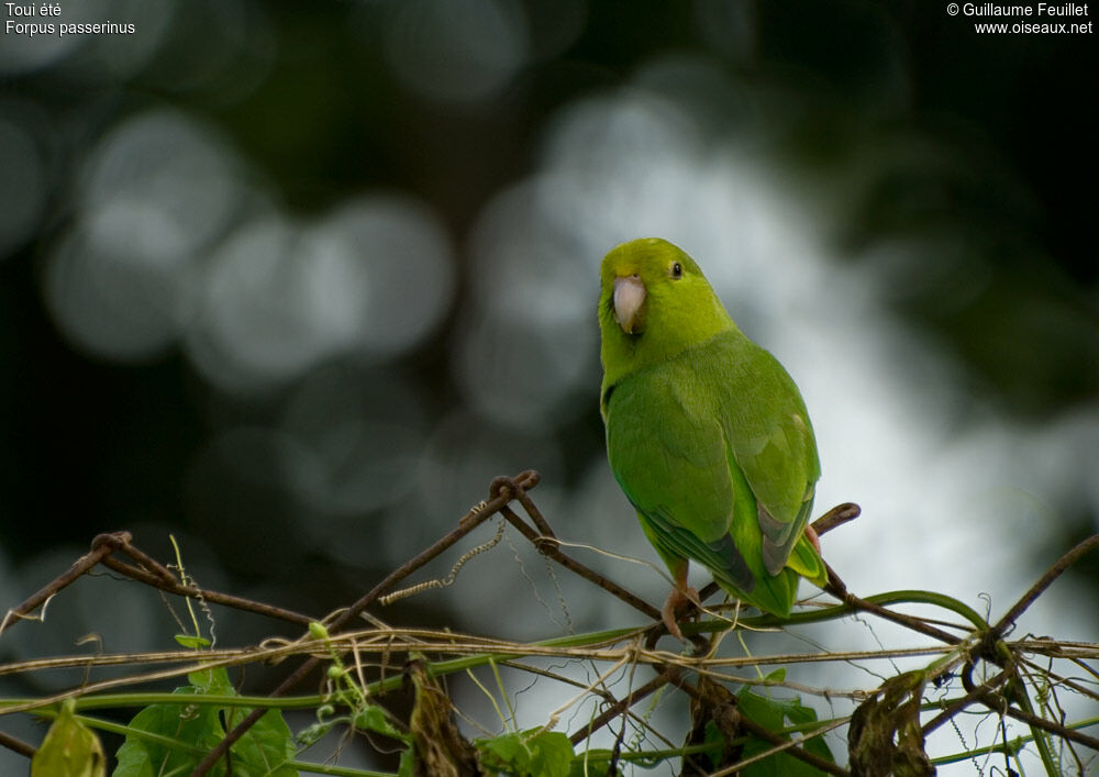 Green-rumped Parrotlet