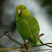 Green-rumped Parrotlet