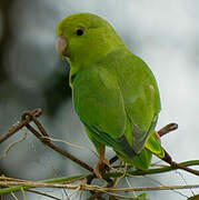 Green-rumped Parrotlet