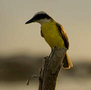 Great Kiskadee