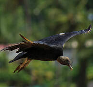 Black Vulture