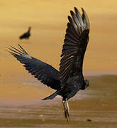 Black Vulture