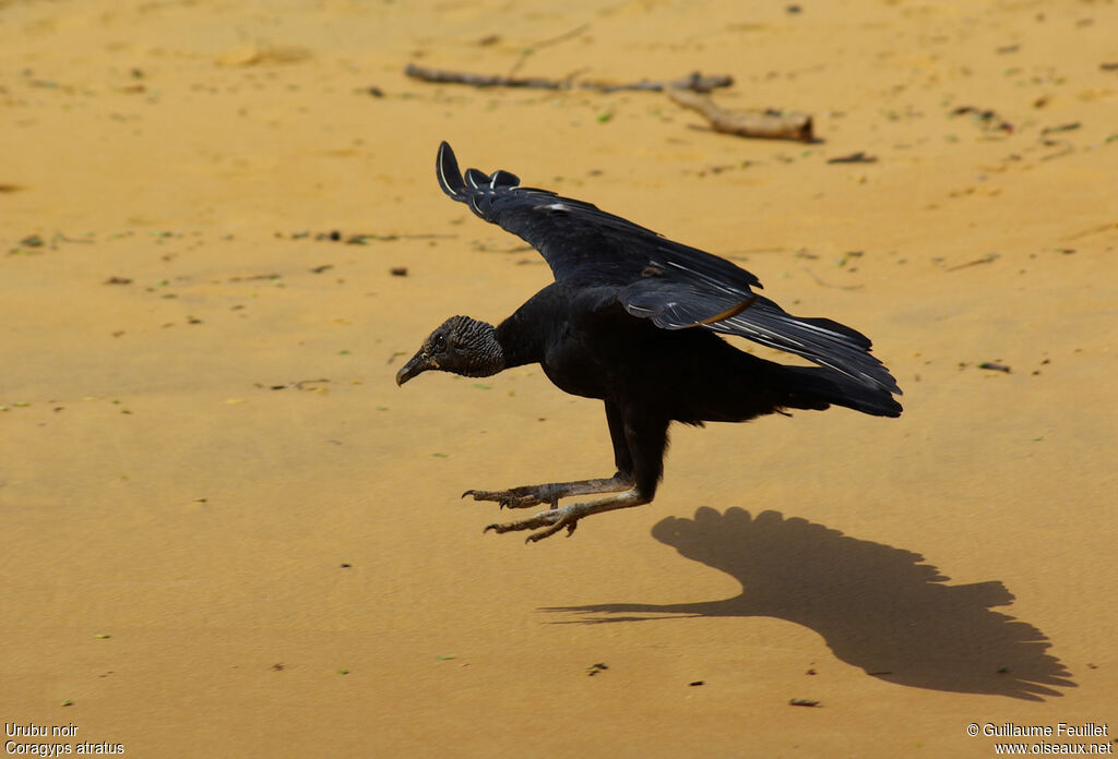 Black Vulture