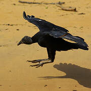 Black Vulture