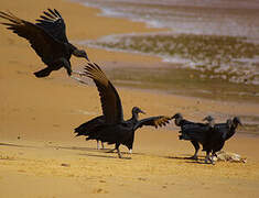 Black Vulture