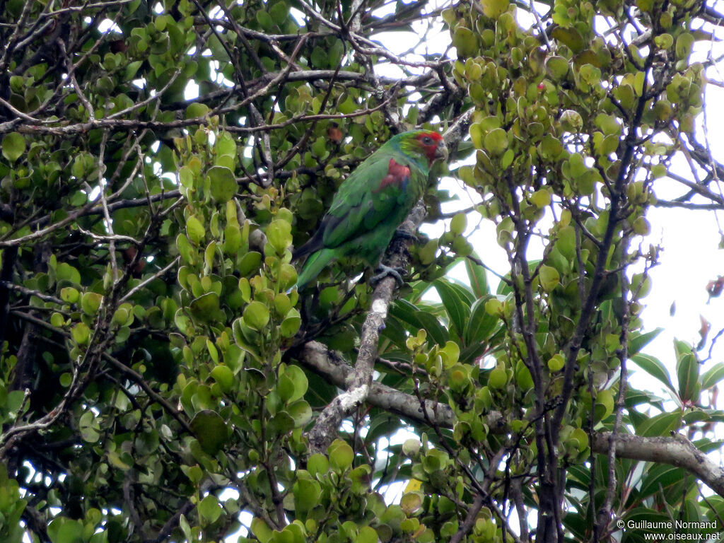 Red-faced Parrot