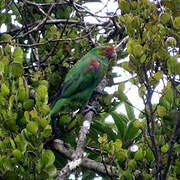 Red-faced Parrot