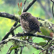 Andean Pygmy Owl