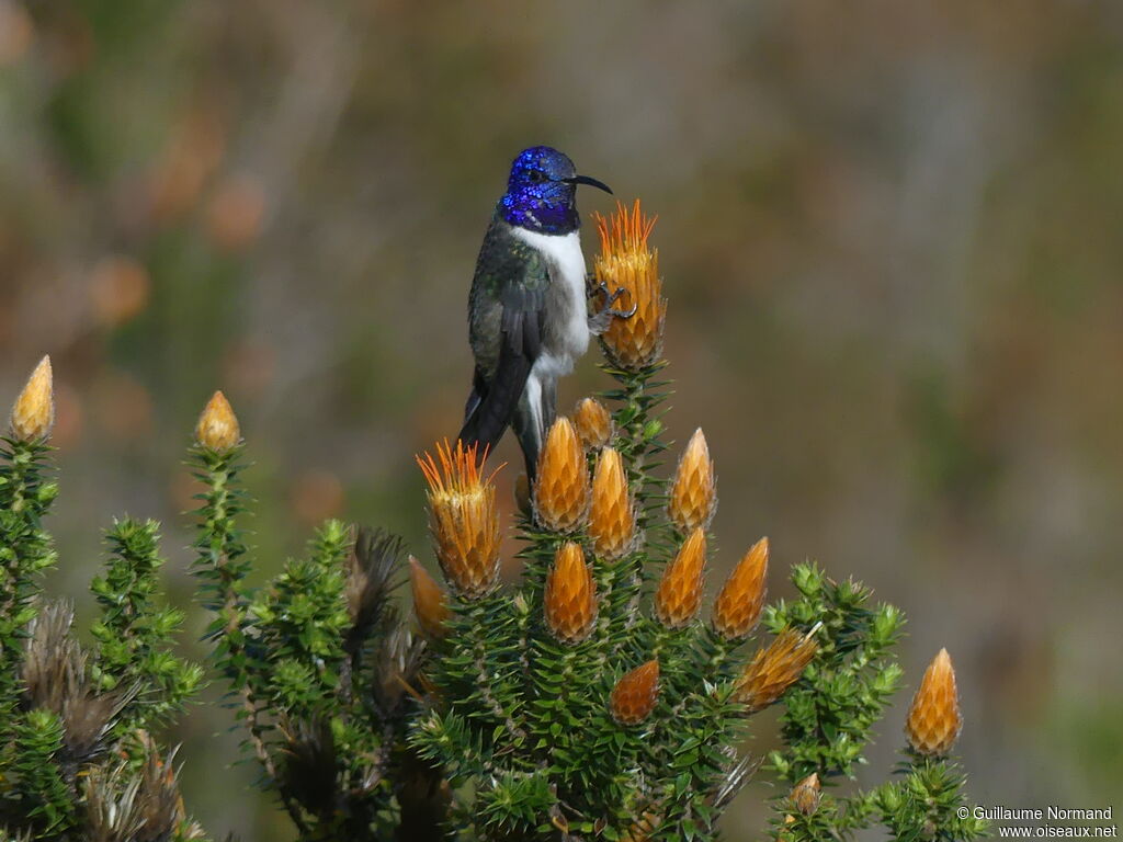 Ecuadorian Hillstar male adult, identification