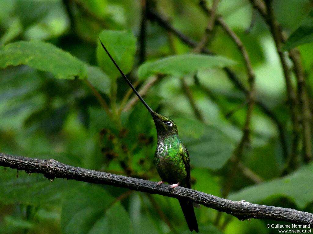 Colibri porte-épée