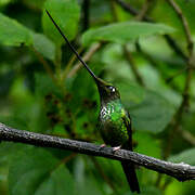 Colibri porte-épée