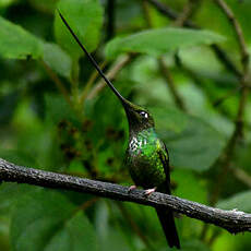 Colibri porte-épée