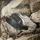 Condor des Andes