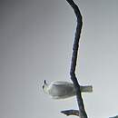 Cotinga blanc