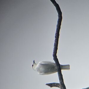 Cotinga blanc