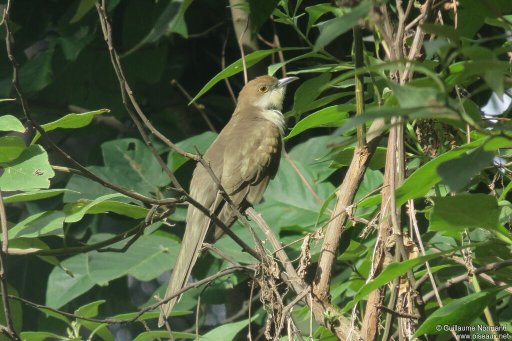 Black-billed Cuckoojuvenile