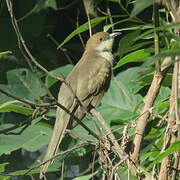 Black-billed Cuckoo