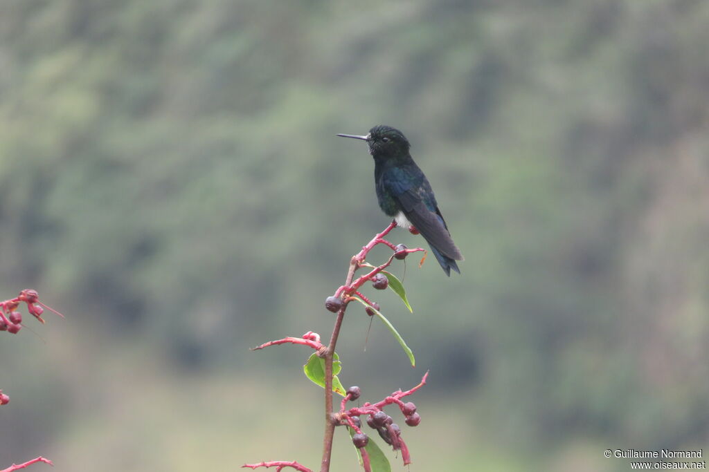 Black-breasted Puffleg