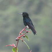 Black-breasted Puffleg