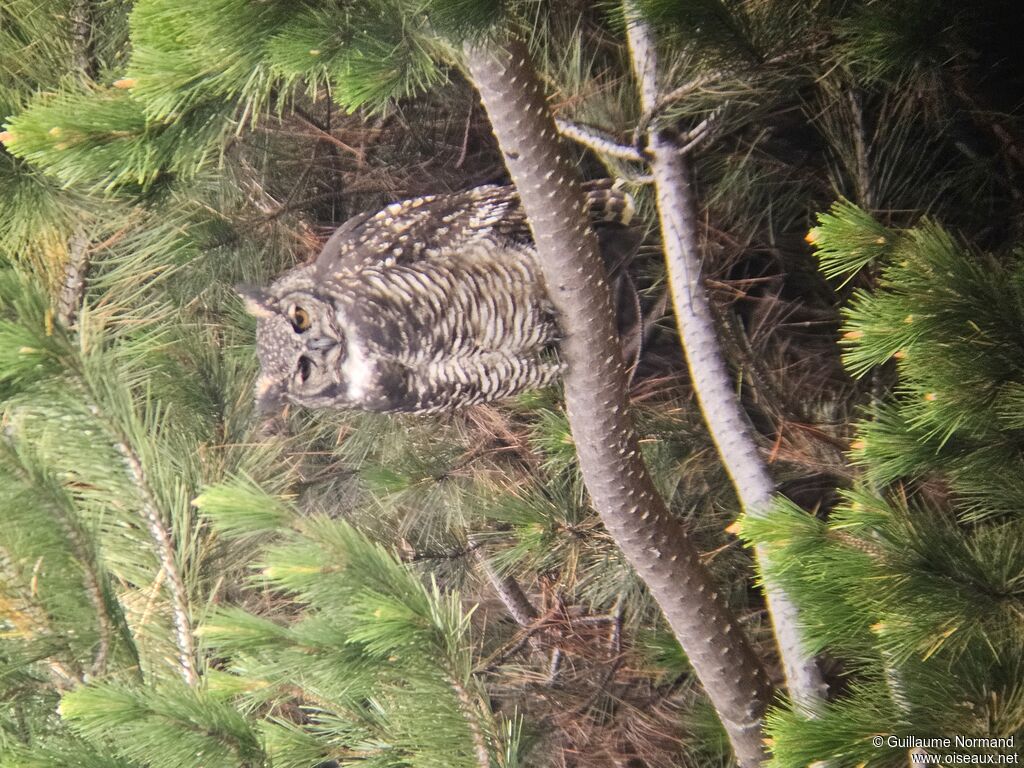 Grand-duc d'Amérique