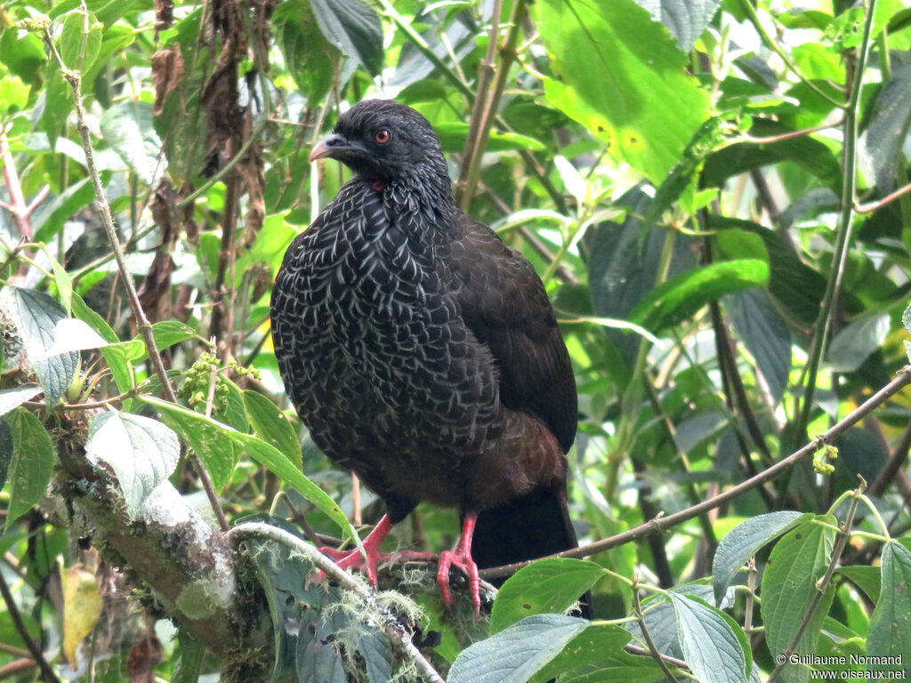 Andean Guan