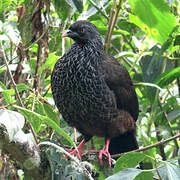 Andean Guan