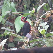 Crimson-bellied Woodpecker