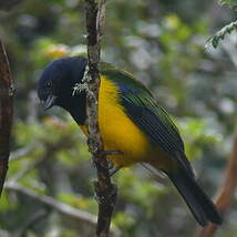 Tangara à poitrine noire