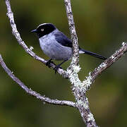Black-headed Hemispingus