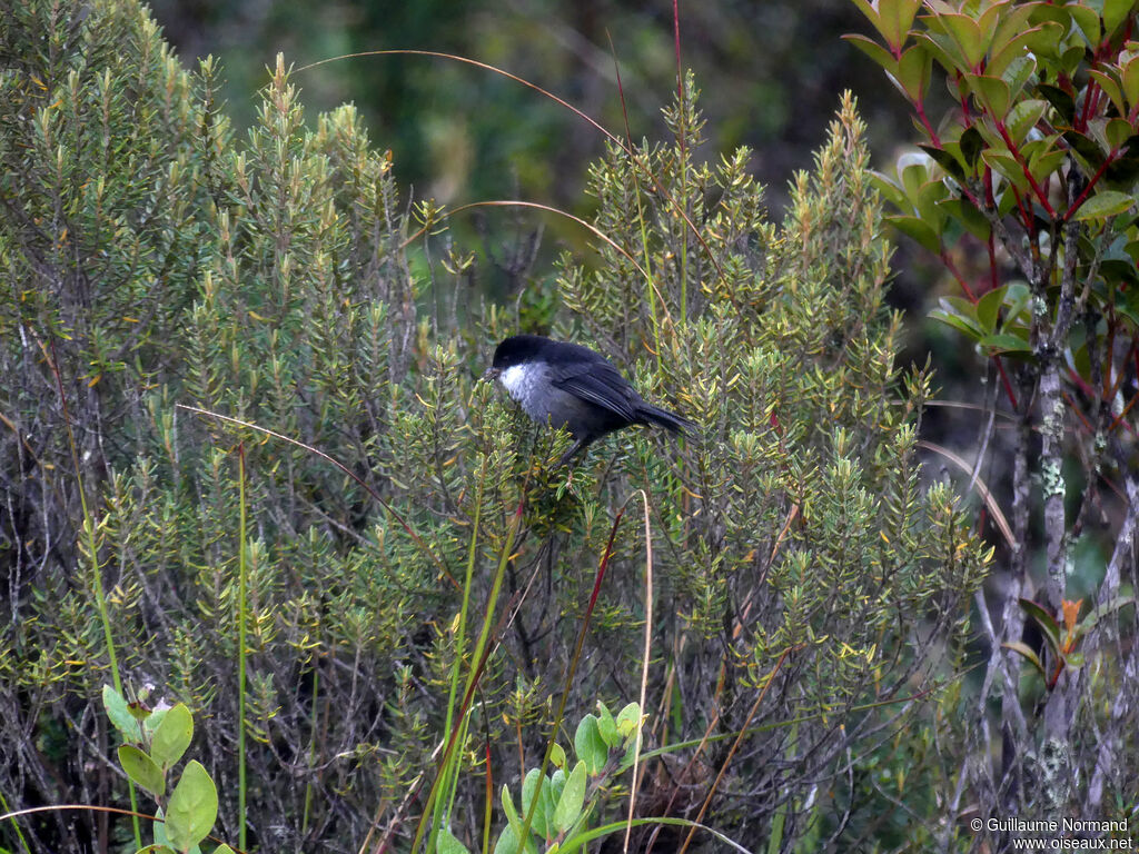Black-backed Bush Tanager