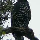 Aigle couronné