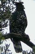 Crowned Eagle