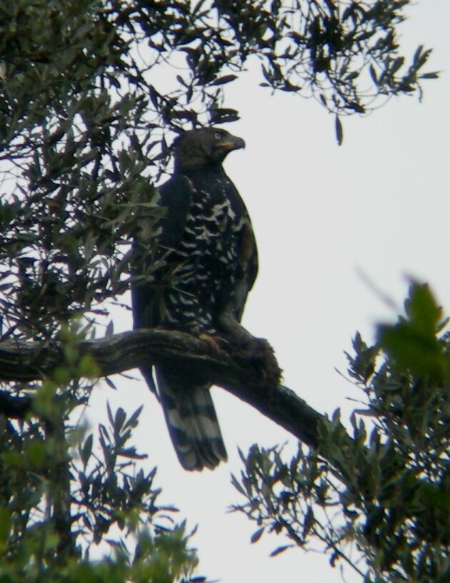 Crowned Eagleadult, identification