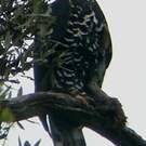 Aigle couronné